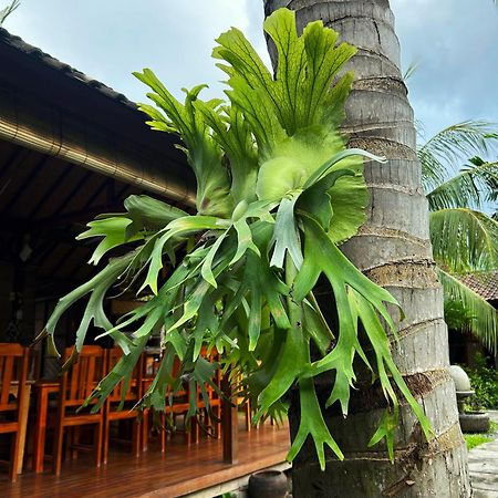 Hotel Toke Menjangan Banyuwedang Esterno foto