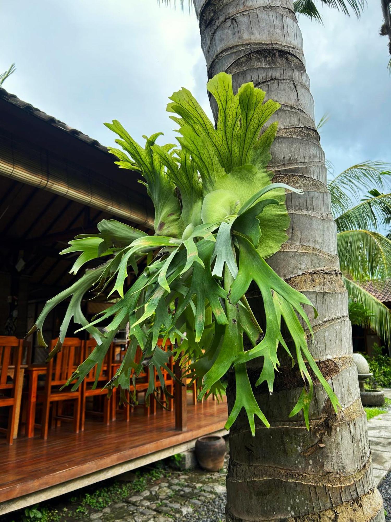 Hotel Toke Menjangan Banyuwedang Esterno foto